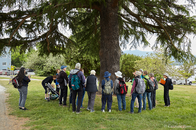 Tree Identification Walk in Kitsilano – Nature Vancouver