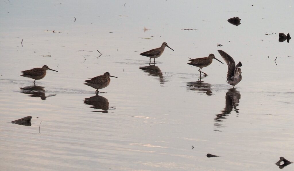 Long-billed dowitchers © Selina Wong