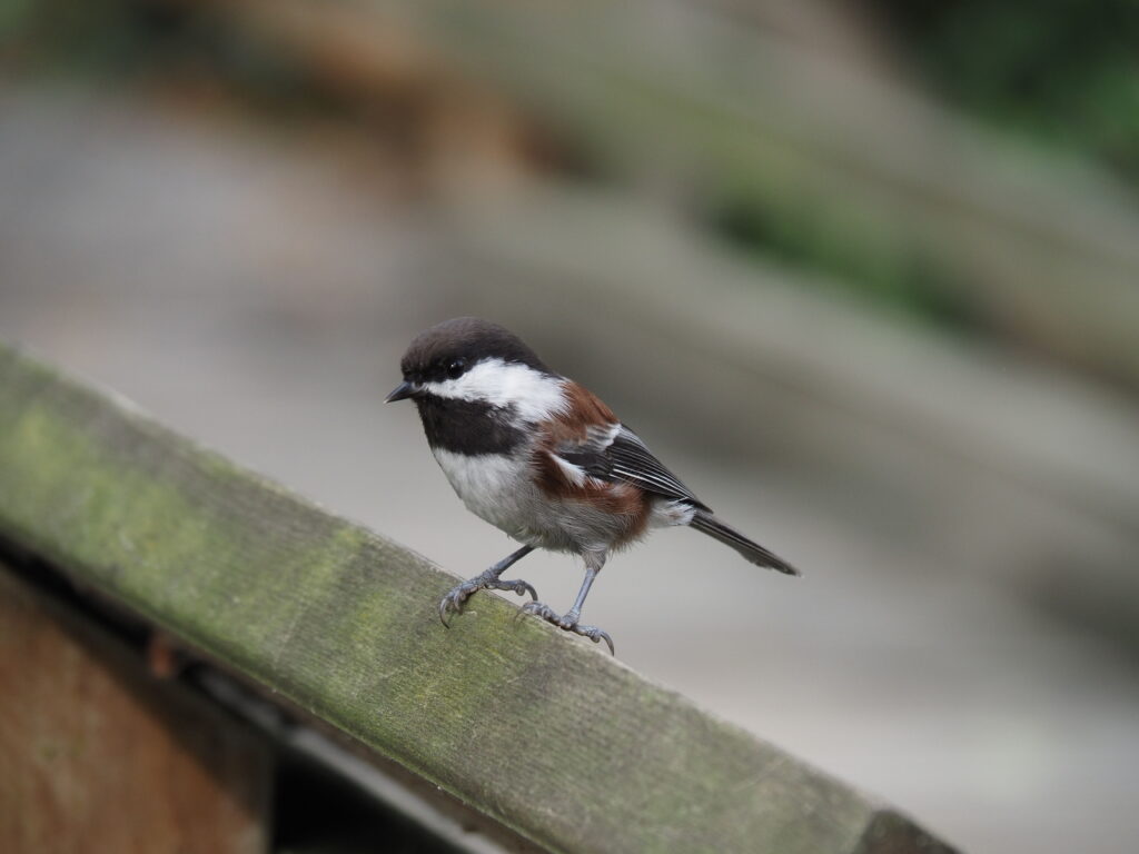Chestnut-backed chickadee © Selina Wong