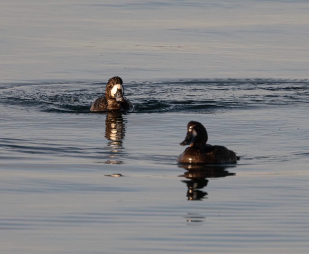 Lesser (?) Scaup © John Martin