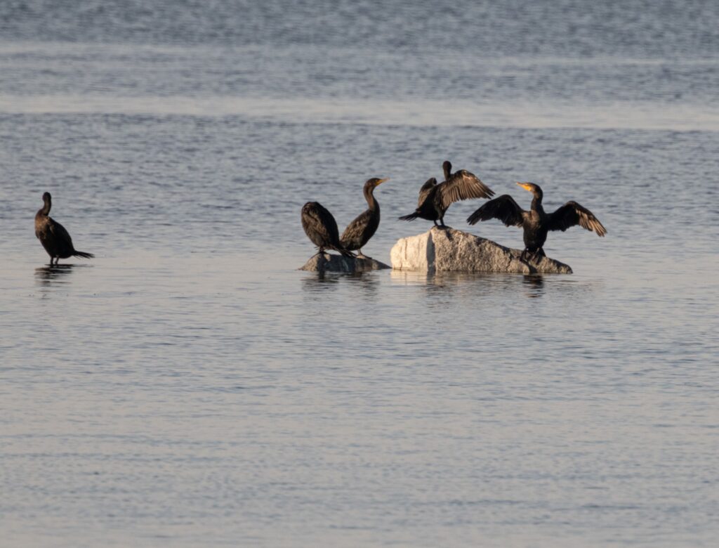 Double-Crested Cormorants © John Martin