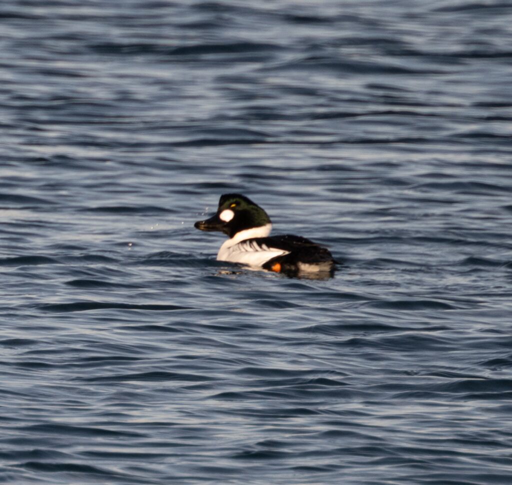 Common Goldeneye © John Martin
