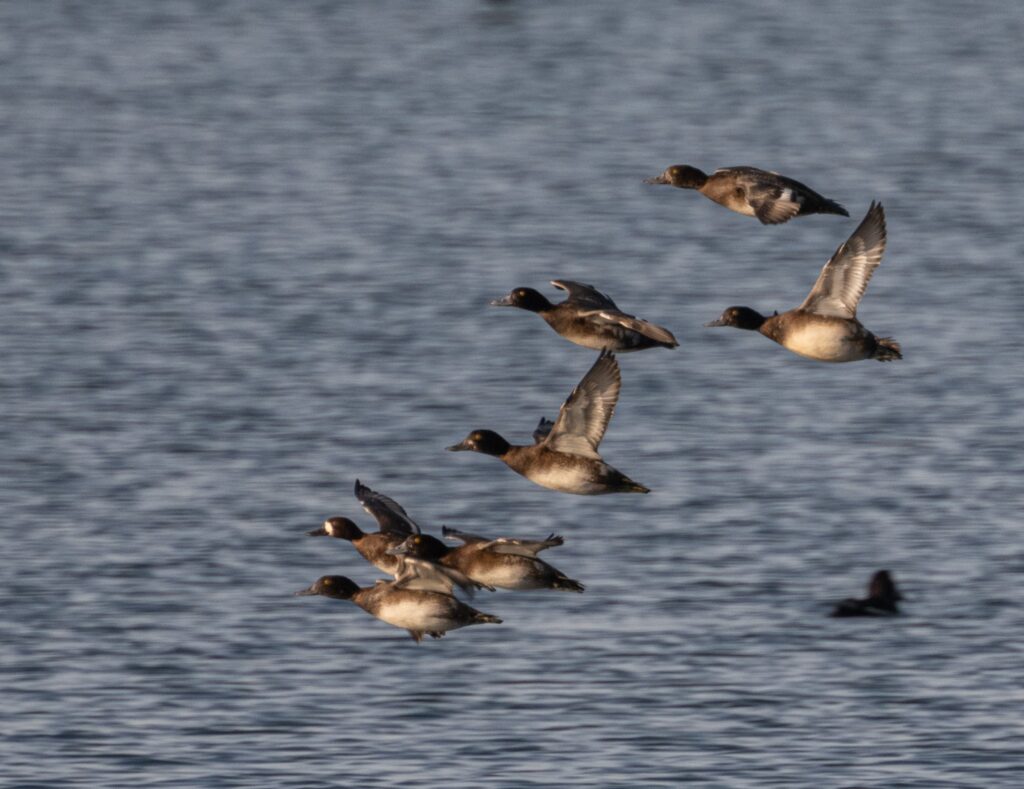Greater (?) Scaup © John Martin