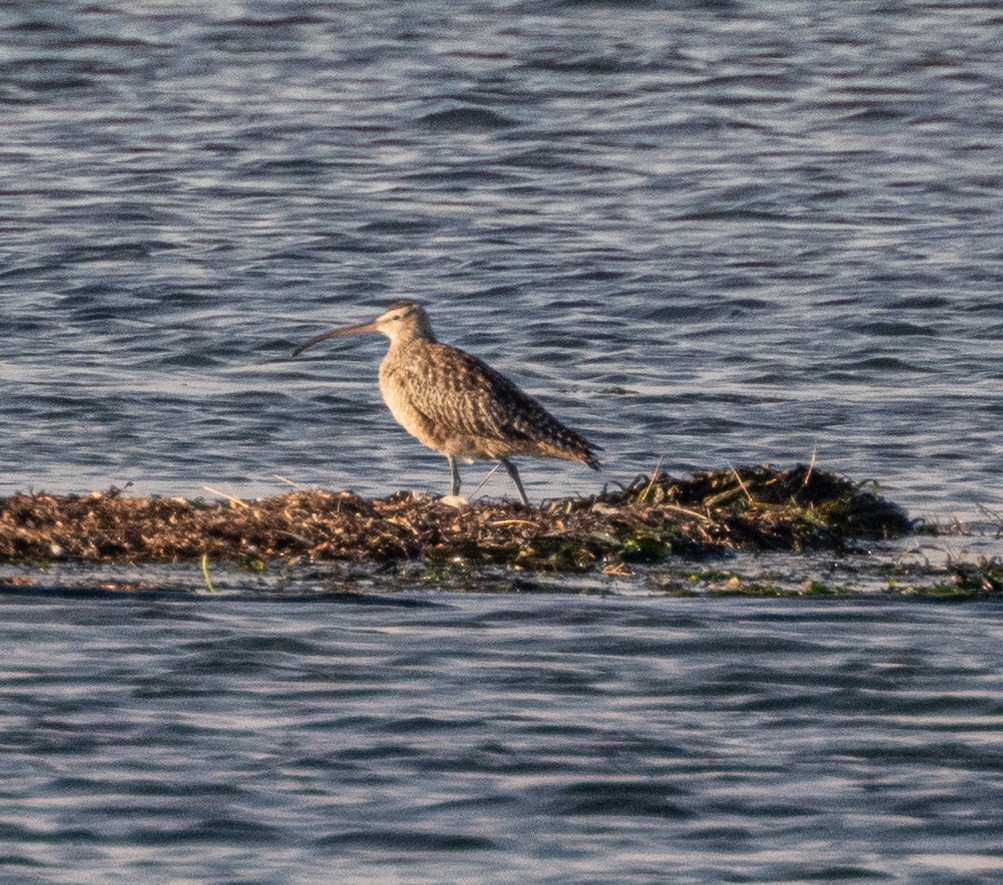 Whimbrel © John Martin