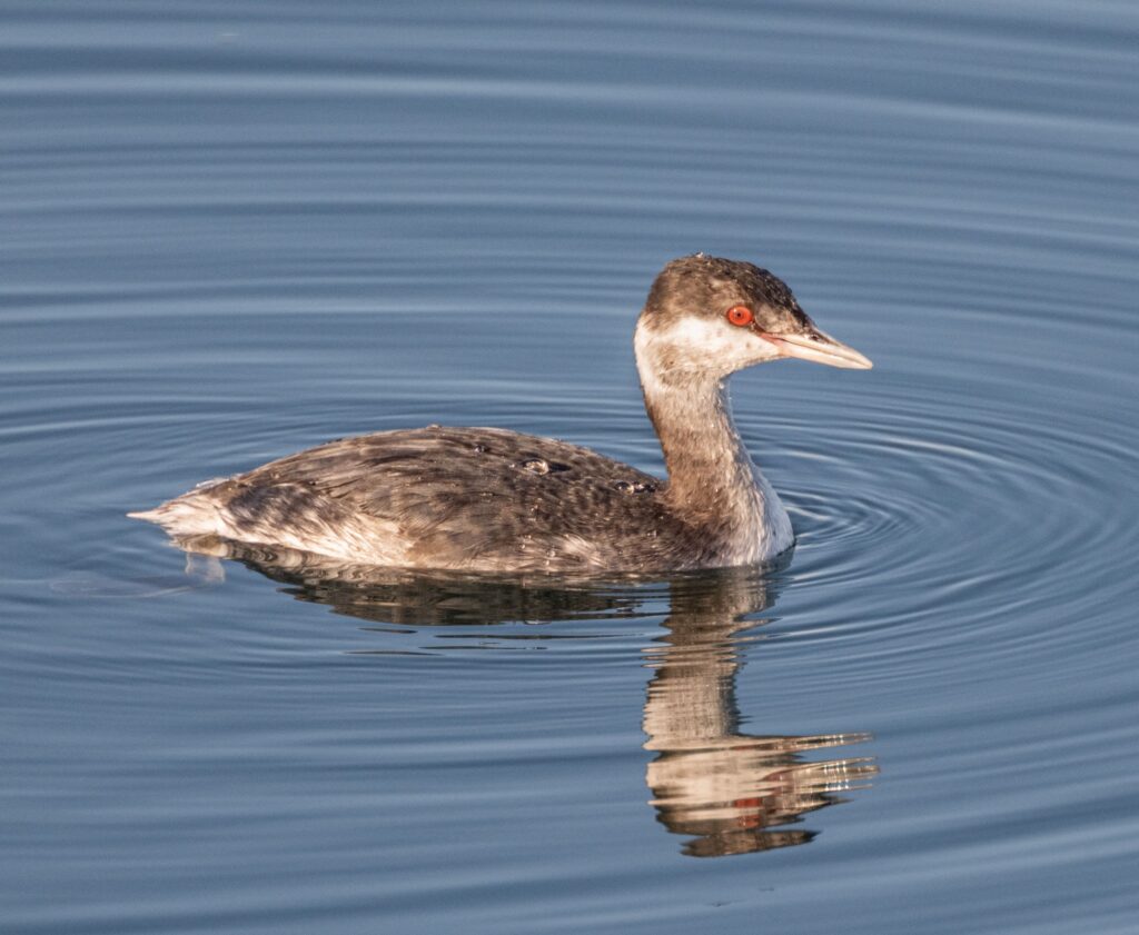 Horned Grebe © John Martin