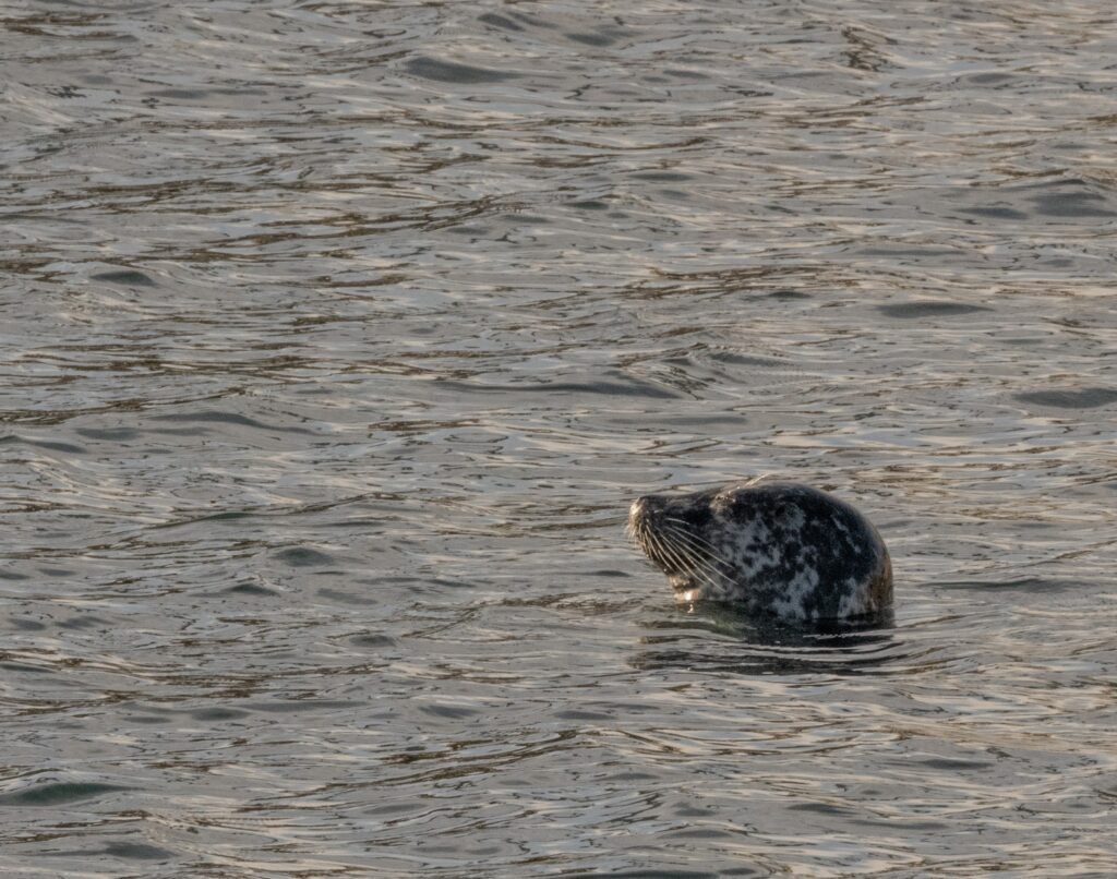 Harbour Seal © John Martin