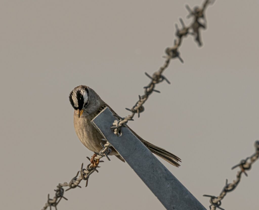 White-crowned Sparrow © John Martin