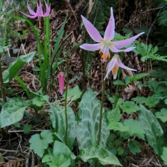 HB04_D-Laplante_0512_Pink-Fawn-Lily