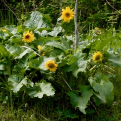 go03_D-Laplante_4368_Deltoid-Balsamroot