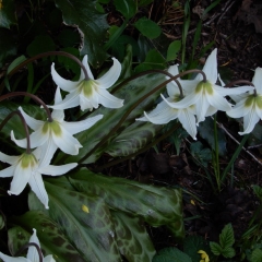 go05_D-Laplante_4387_White-Fawn-Lilies