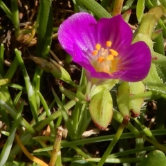 go07_D-Laplante_4400_Redmaids