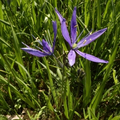 SP03_D-Laplante_4411-Blue-Camas