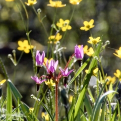SP04_D-Laplante_4417-Shooting-Star