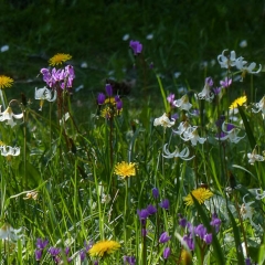 SP05__K-Hill_P1110293_Cemetery-Wildflowers