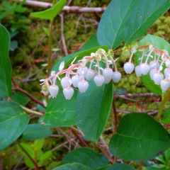 Salal flowers.