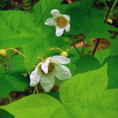 Thimbleberry flowers.