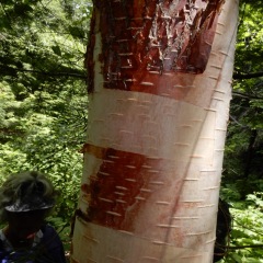 Birch bark - red and white
