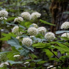 Ninebark in bloom. © Denis Laplante