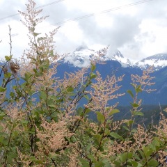 Goatsbeard and Tantalus view.