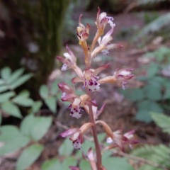 Spotted Coral Root