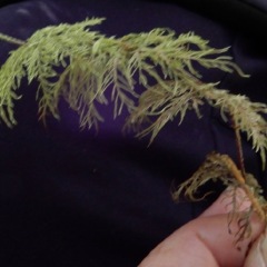 Step Moss