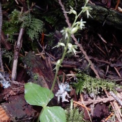 Twayblade