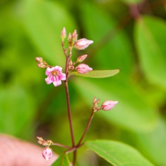 Dogbane flower.