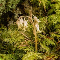 Pinesap