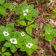 Bunchberry
