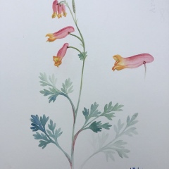 Corydalis sempervirens.