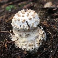 Amanita button