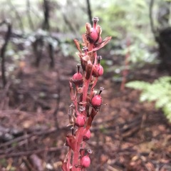 Coral Root seedhead