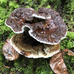 Dyer's Polypore