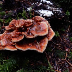Lobster Mushroom