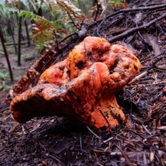 Lobster Mushroom