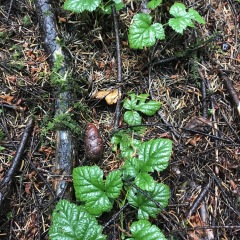 Rubus nivalis (Snow Bramble)