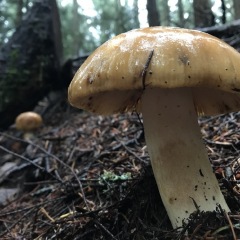 Russula ?