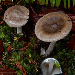 Amanitopsis_DL-6025