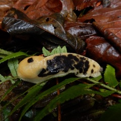 BananaSlug_DL-6021