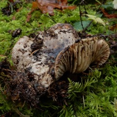 BlackeningRussula_DL-6032