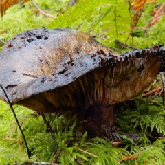 BlackeningRussula_DL-6033