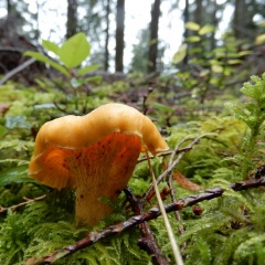 Chanterelle_DL-6031