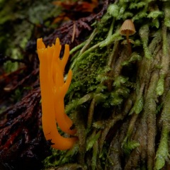 Coral-Mushroom_DL-6008