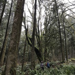 Hayward-Forest_DL-1625