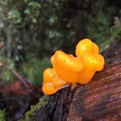 JellyMushroom_TG-0781