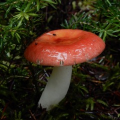 Russula_DL-6014