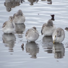 Long Billed Dowitchers ©DenisLaplante