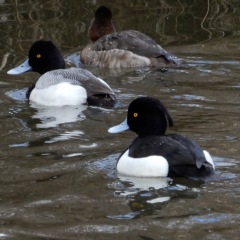 Tufted Duck + Lesser .Scaup ©DenisLaplante