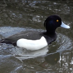 Tufted Duck male ©DenisLaplante