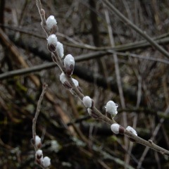 Willow catkins ©DenisLaplante